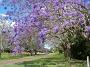 jacaranda-2010 028